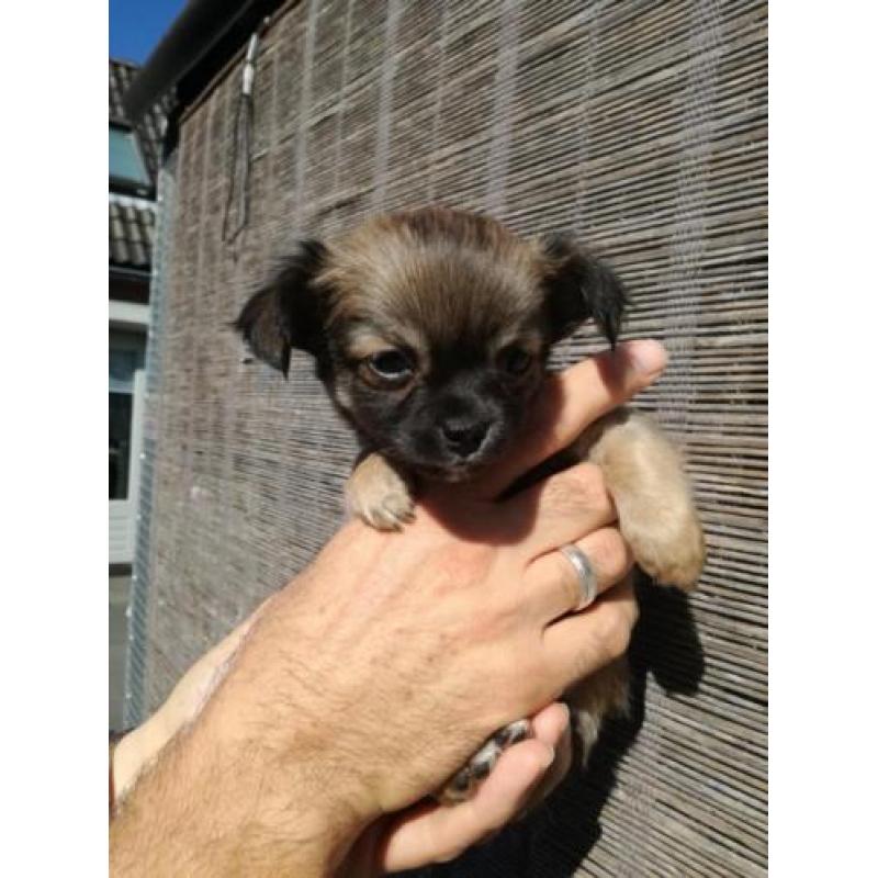 Lieve Chiuahua puppy,s