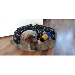 Dek reu coco Shih tzu. Ras zuiver met livergen.