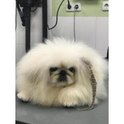 Super mooie pekingees reu