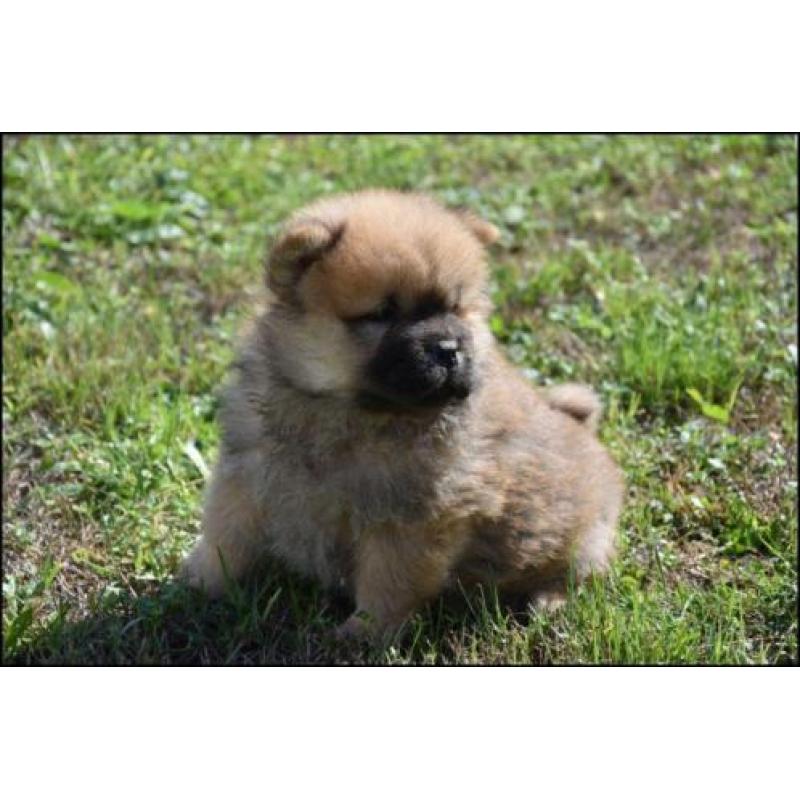 Chow chow pups