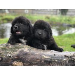 Newfoundlander pups! Vader met stamboom HD en ED vrij!!