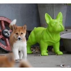 Shiba inu pups direct