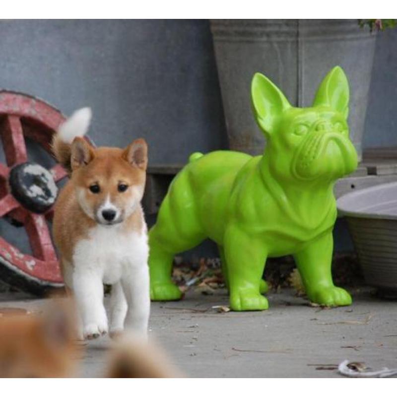 Shiba inu pups direct