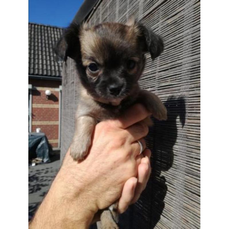 Lieve Chiuahua puppy,s