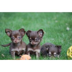 Chihuahua pupsnieuwe nestjes