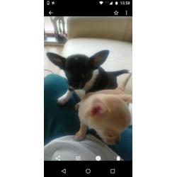 Te koop zwart witte chihuahua pup man kort-H