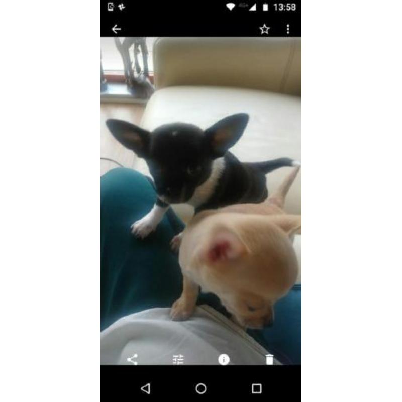 Te koop zwart witte chihuahua pup man kort-H