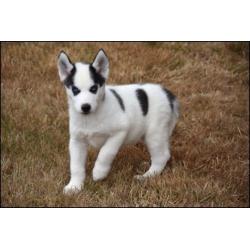 Husky pups