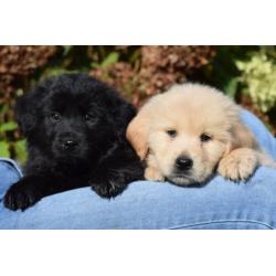 Lieve Eurasier x Golden Retriever kruising pups te koop