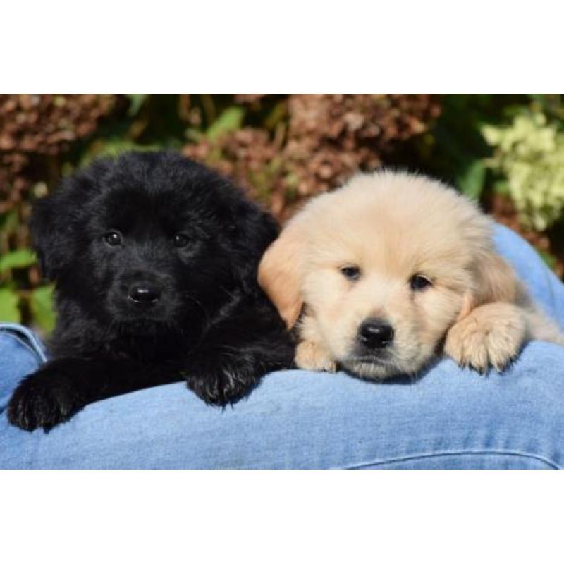 Lieve Eurasier x Golden Retriever kruising pups te koop