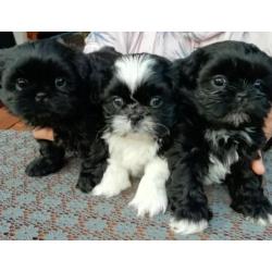 Shih tzu pups