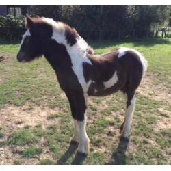 Irish Cob / Tinker veulen met stamboom. VERKOCHT