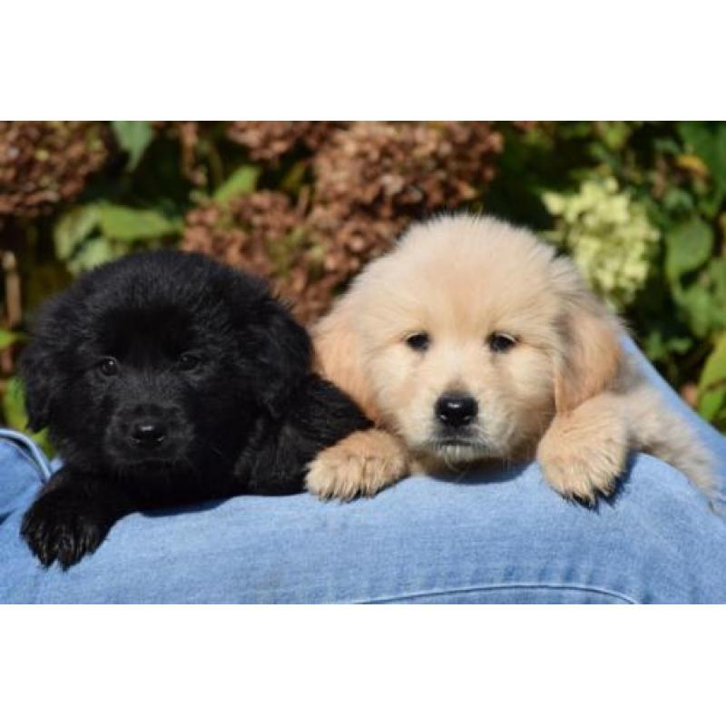 Lieve Eurasier x Golden Retriever kruising pups te koop