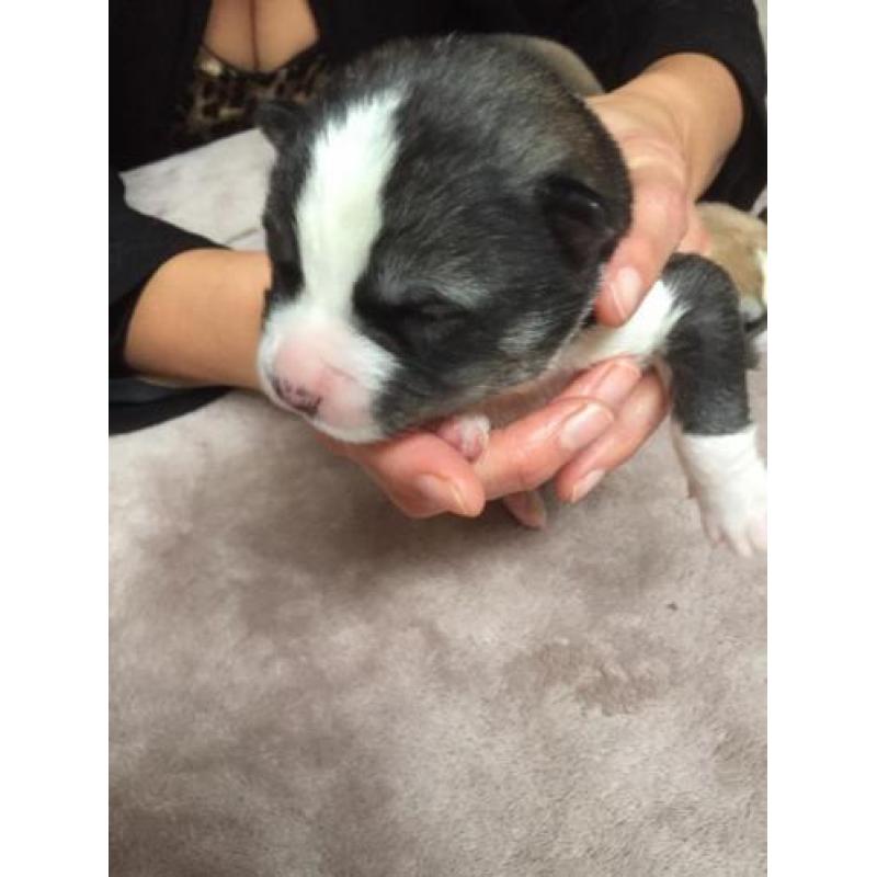 Huskita pups te koop