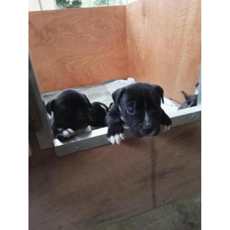 Pups te koop