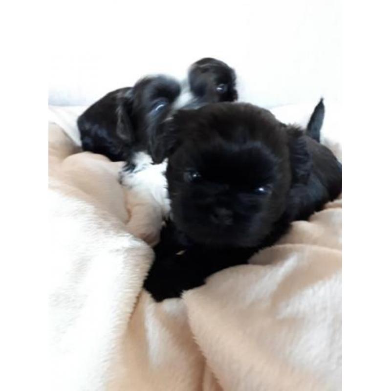 Shih tzu pups