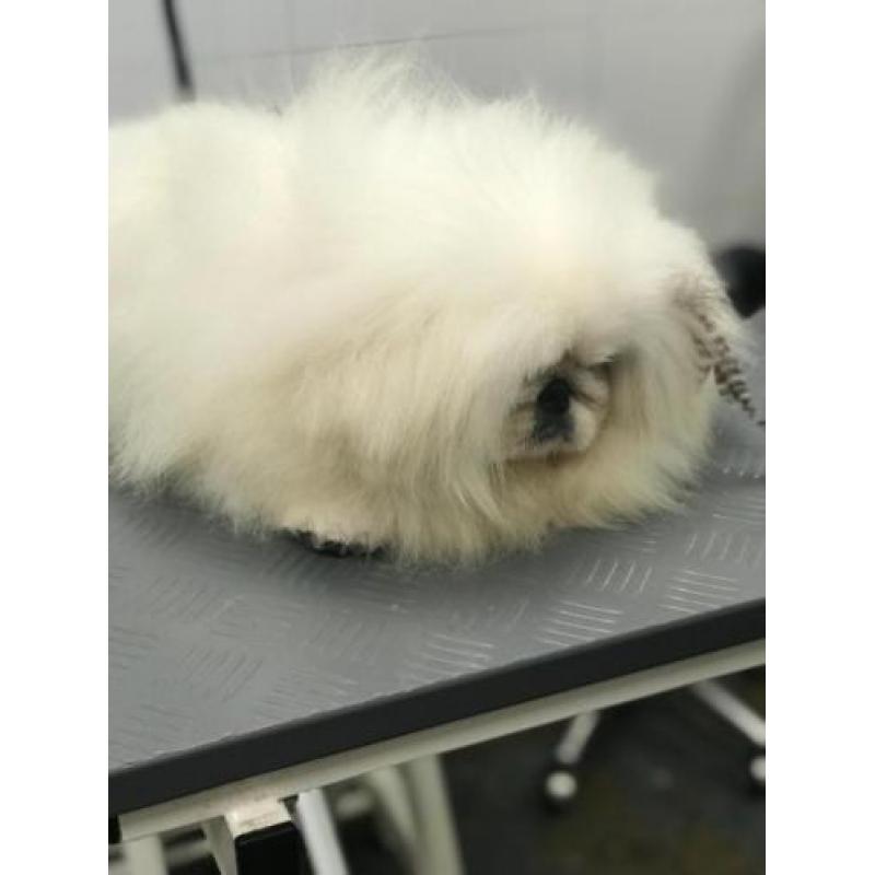 Super mooie pekingees reu