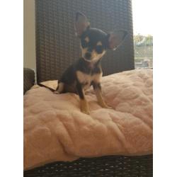 Raszuivere chihuahua puppy