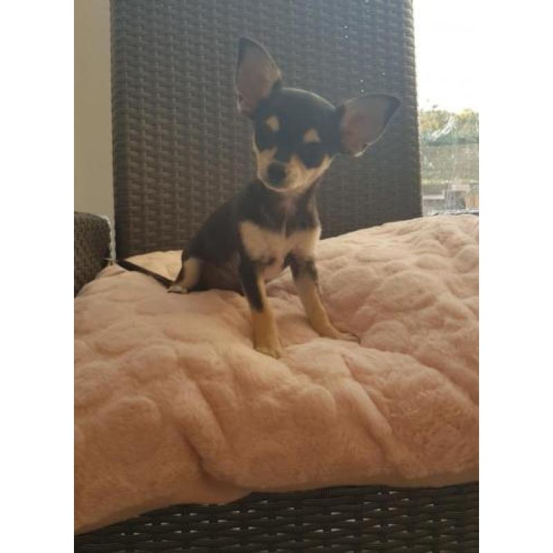 Raszuivere chihuahua puppy