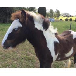 Irish Cob / Tinker veulen met stamboom. VERKOCHT