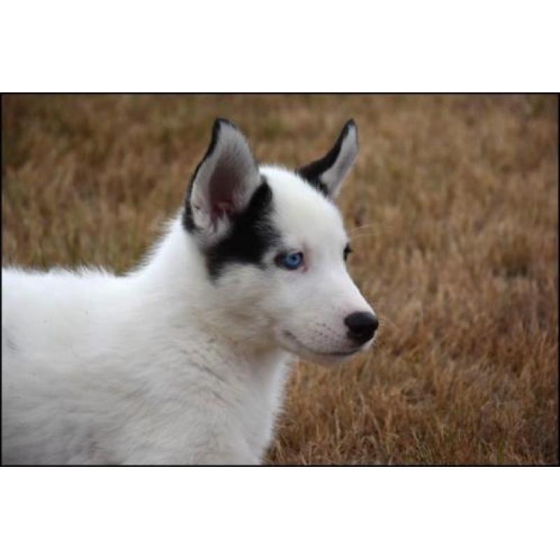 Husky pups