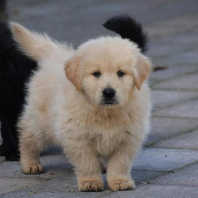 Lieve Eurasier x Golden Retriever kruising pups te koop