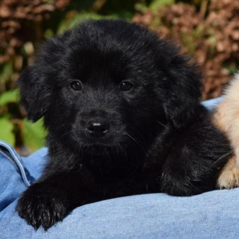 Lieve Eurasier x Golden Retriever kruising pups te koop