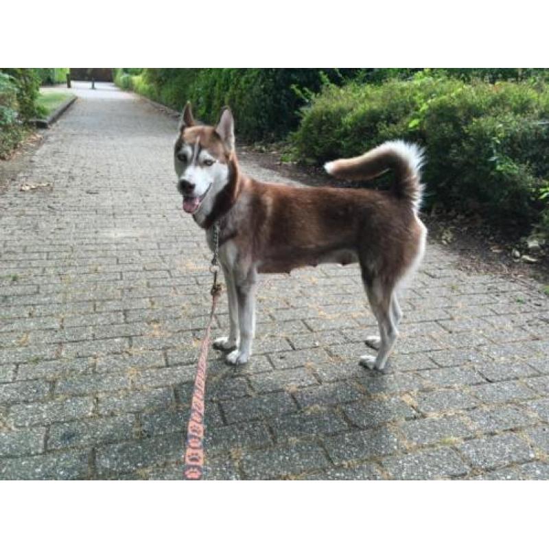 Lieve husky teef