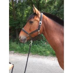 recreatie paard-pony te koop