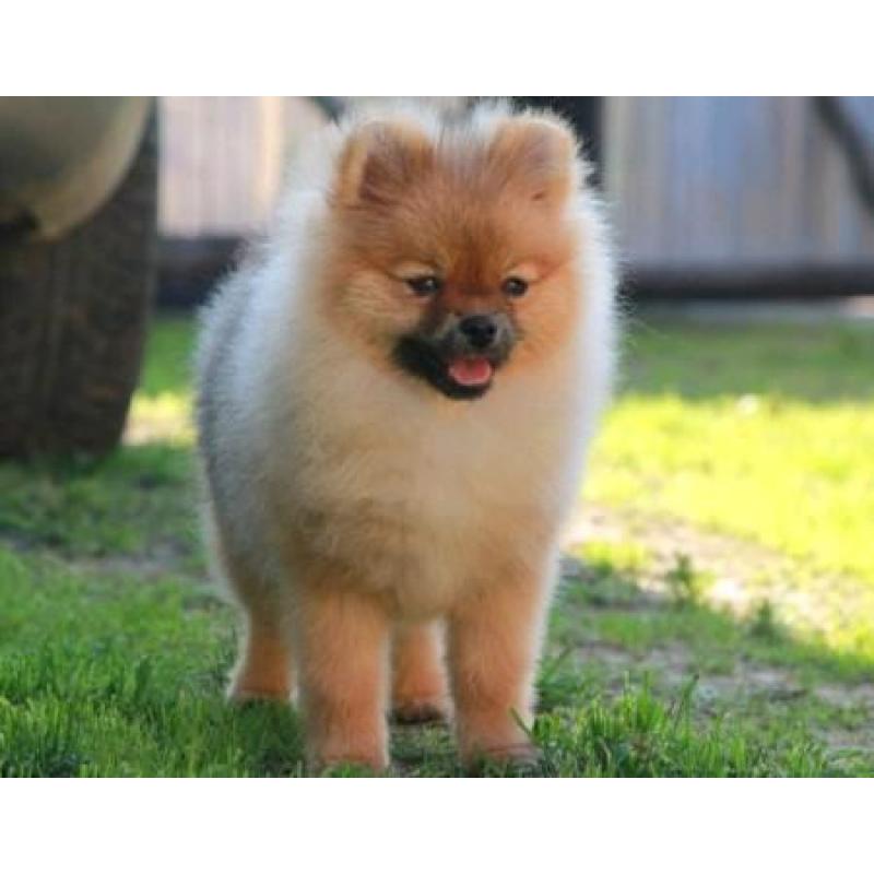 Prachtig Teefje Pomeranian/Pomeriaan/Dwergkeesje/FCI