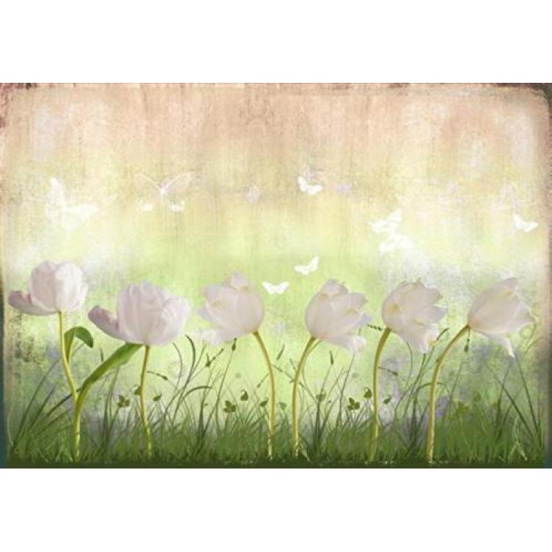 Fotobehang 42 white tulipfield NU:€25