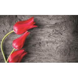 Fotobehang Tulp Rood Gratis lijm en Verzenden 1282