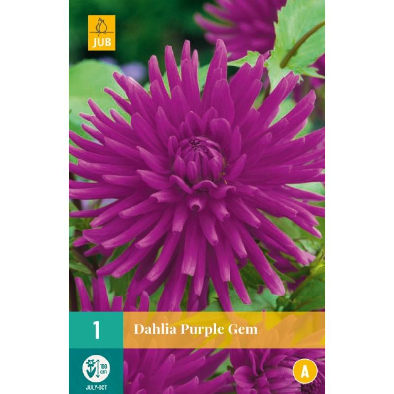 Dahlia Purple Gem