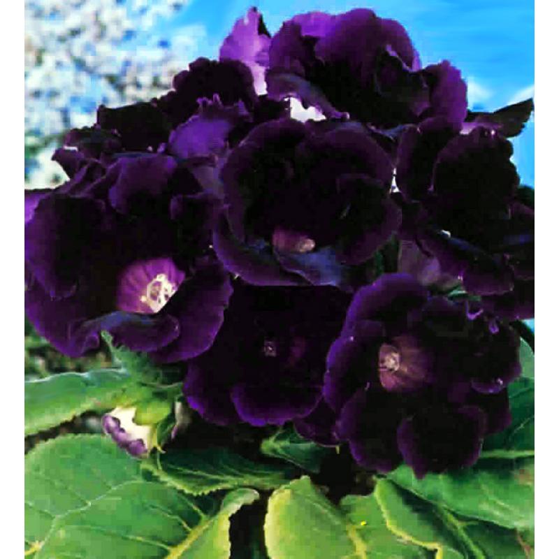 Gloxinia Hollywood