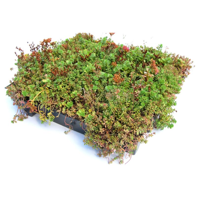 Groendak Sedum kliksysteem 45x50cm