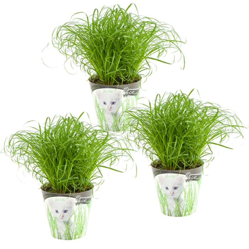 Kattengras 3 pack (Cyperus Zumula)