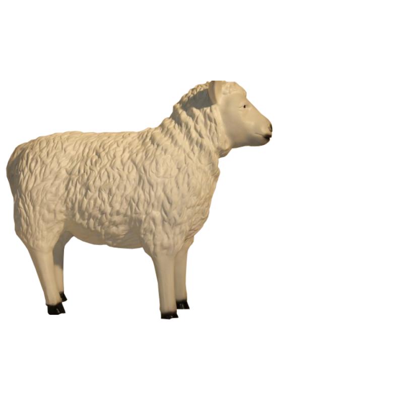 Schaap